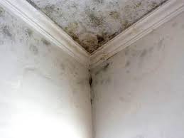 Best Forensic Mold Investigation in USA